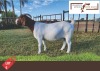 1X Boergoat Doe MAKOKA BOER GOAT STUD