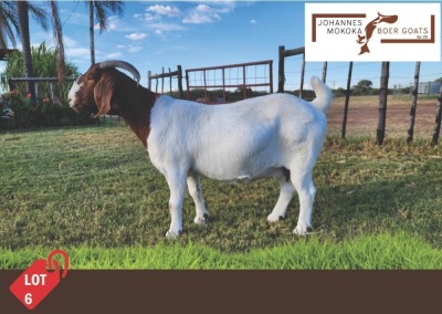 1X Boergoat Doe MAKOKA BOER GOAT STUD