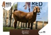 1X Kalahari Red Doe REDBOER STUD