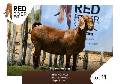 1X Kalahari Red Doe REDBOER STUD