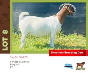 1X Boergoat Doe BUSHRA STUD