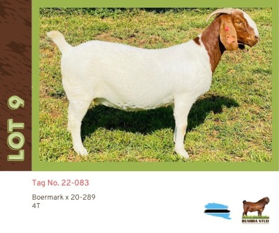 1X Boergoat Doe BUSHRA STUD