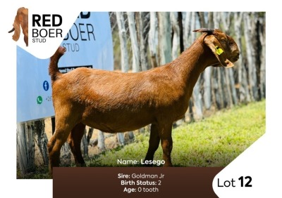 1X Kalahari Red Doe REDBOER STUD