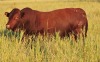 LOT 28 - OB 180183 SP - BONKA BONSMARA (PTY) LTD - 2