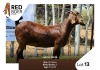 1X Kalahari Red Doe REDBOER STUD