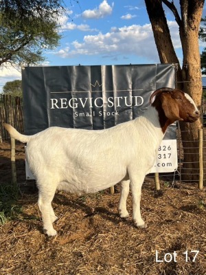 1X Boergoat Doe REGVIC STUD