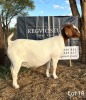 1X Boergoat Doe REGVIC STUD