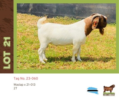 1X Boergoat Buck BUSHRA STUD