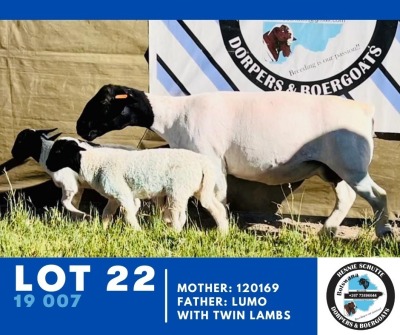 1X Dorper Ewe & Lamb HENNIE SCHUTTE DORPERS