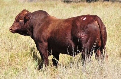 LOT 29 - OB 180169 SP - BONKA BONSMARA (PTY) LTD