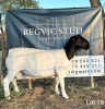 1X Dorper Ram REGVIC STUD