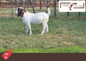 1X Boergoat Buck MAKOKA BOER GOAT STUD