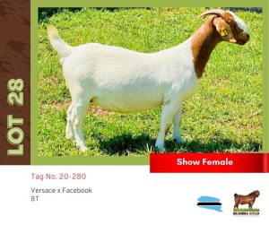 1X Boergoat Doe BUSHRA STUD