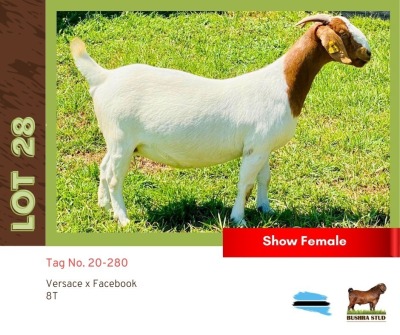 1X Boergoat Doe BUSHRA STUD