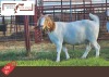 1X Boergoat Doe MAKOKA BOER GOAT STUD