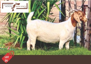 1X Boergoat Doe MAKOKA BOER GOAT STUD