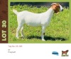 1X Boergoat Doe BUSHRA STUD