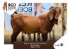 1X Kalahari Red Buck REDBOER STUD