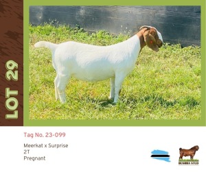 1X Boergoat Doe BUSHRA STUD