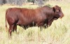 LOT 30 - OB 180119 SP - BONKA BONSMARA (PTY) LTD