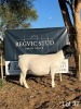 1X Dorper Ewe REGVIC STUD