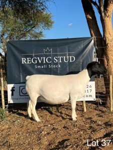 1X Dorper Ewe REGVIC STUD