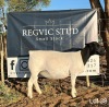 1X Dorper Ewe REGVIC STUD