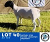 1X Dorper Ewe HENNIE SCHUTTE DORPERS