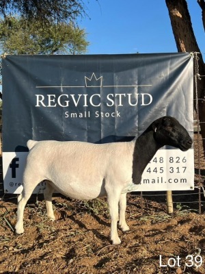 1X Dorper Ewe REGVIC STUD