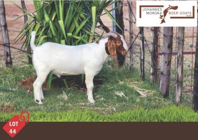 1X Boergoat Buck MAKOKA BOER GOAT STUD