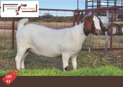 1X Boergoat Doe MAKOKA BOER GOAT STUD