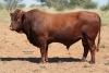 LOT 27 - OB 180085 SP - BONKA BONSMARA (PTY) LTD