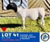 1X Dorper Ewe & Lamb HENNIE SCHUTTE DORPERS