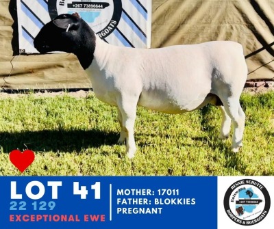 1X Dorper Ewe & Lamb HENNIE SCHUTTE DORPERS