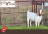 1X Boergoat Doe MAKOKA BOER GOAT STUD