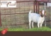 1X Boergoat Doe MAKOKA BOER GOAT STUD