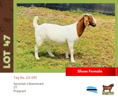 1X Boergoat Doe BUSHRA STUD