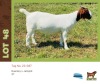 1X Boergoat Doe BUSHRA STUD