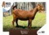 1X Kalahari Red Doe REDBOER STUD
