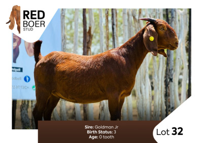 1X Kalahari Red Doe REDBOER STUD