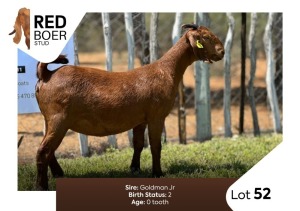 1X Kalahari Red Doe REDBOER STUD