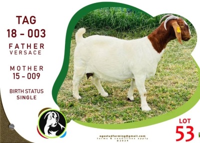 1X Boergoat Doe OGS STUD