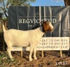 1X Boergoat Doe REGVIC STUD