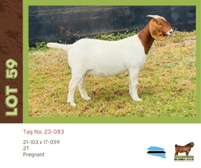 1X Boergoat Doe BUSHRA STUD