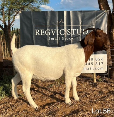 1X Boergoat Doe REGVIC STUD