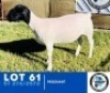 1X Dorper Ewe HENNIE SCHUTTE DORPERS