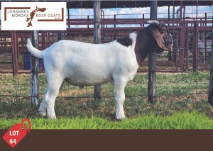 1X Boergoat Buck MAKOKA BOER GOAT STUD