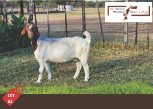 1X Boergoat Doe MAKOKA BOER GOAT STUD