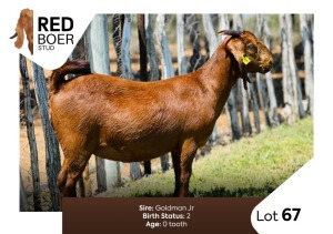 1X Kalahari Red Doe REDBOER STUD