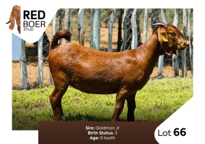 1X Kalahari Red Doe REDBOER STUD